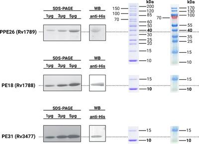 Immunogenicity of PE18, PE31, and PPE26 proteins from Mycobacterium tuberculosis in humans and mice